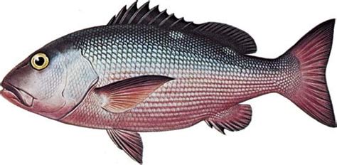 Snapper | Saltwater, Reef, Edible | Britannica