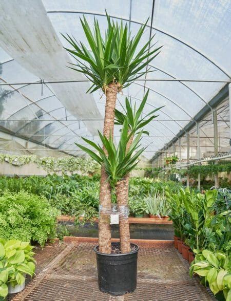 10 Best Indoor Palm Trees to Grow at Home - Petal Republic