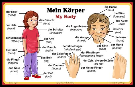 Buy Long Bridge Publishing German Language School - Words About Parts of the Body - Wall Chart ...