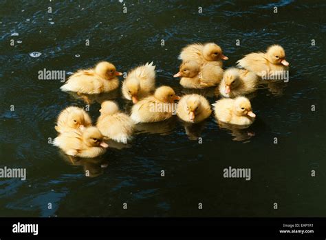 Pond with ducklings hi-res stock photography and images - Alamy