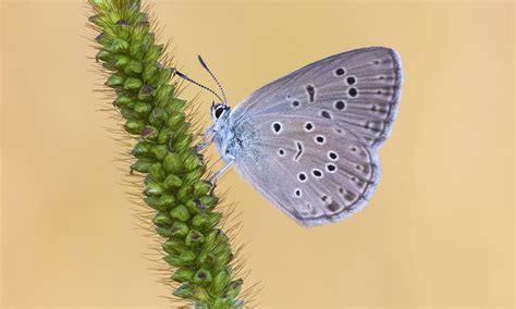 Alcon Blue | Butterfly Conservation