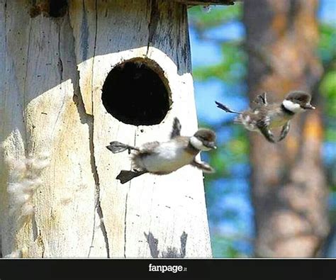 Babies flight | Cute animals, Birds flying, Animals