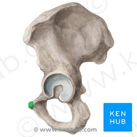 Pubic tubercle: anatomy and funtion | Kenhub