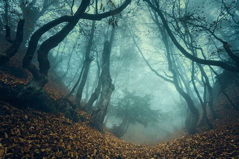 Top 60 Dark Forest Stock Photos, Pictures, and Images - iStock