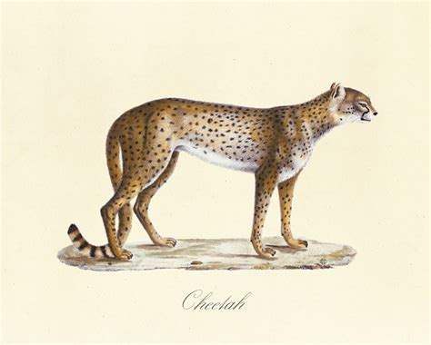 Cheetah, Fine Art Reproduction