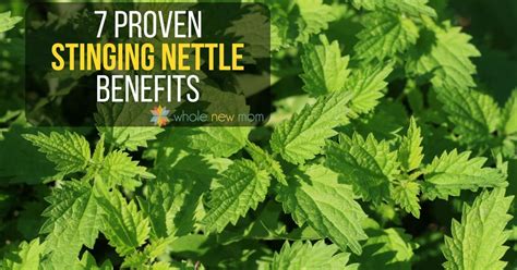 7 Proven Stinging Nettle Benefits - Whole New Mom