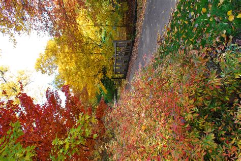 Fabulous Fall Color at Morris Arboretum - Chestnut Hill