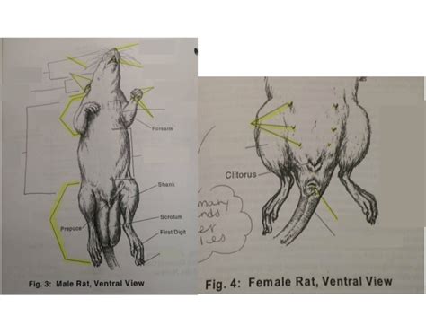 External Parts of White Rat Quiz