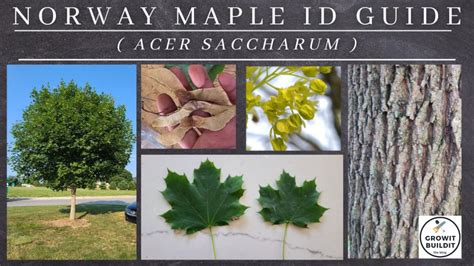 Maple Tree Identification – A Complete Guide – GrowIt BuildIT