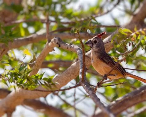 Vermilion cardinal - Facts, Diet, Habitat & Pictures on Animalia.bio