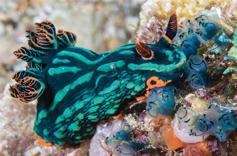 All About Nudibranchs And Flatworms - Dive Training Magazine