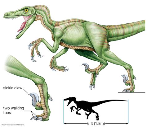 Microraptor Size