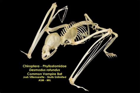 Desmodus rotundus - #2004 | American Society of Mammalogists