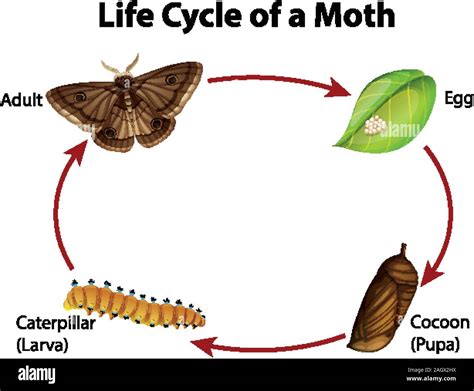 Moth Life Cycle