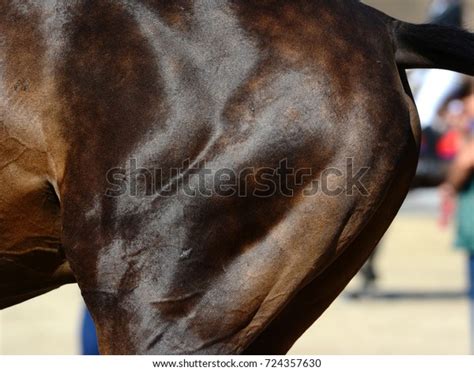 5,379 Horse Muscle Stock Photos, Images & Photography | Shutterstock