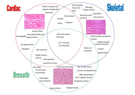 Comparison of muscle types on Meducation