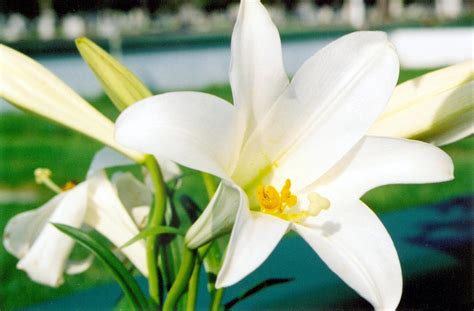 White Lilies Free Photo Download | FreeImages