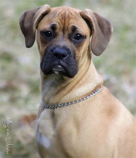 14 Gorgeous Boxer Mix Breed Dogs | The Paws