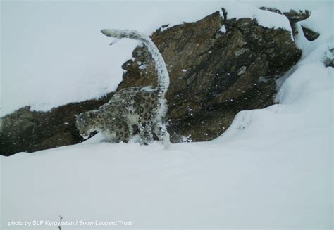 Amazing Wild Snow Leopard Photos