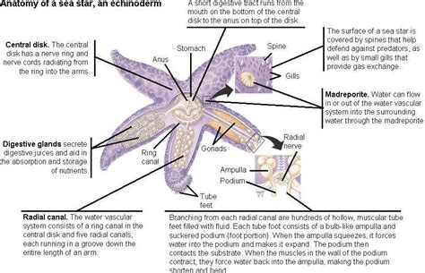 Chapter 33 Invertebrates