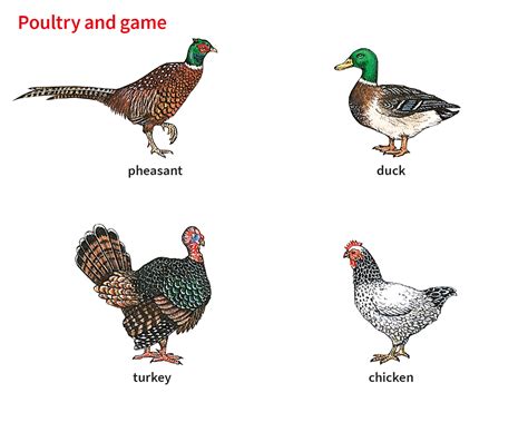 poultry noun - Definition, pictures, pronunciation and usage notes ...