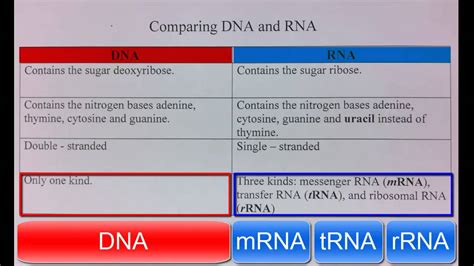 Pdf Difference Between Dna And Rna