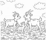Goat Cabras Cabra Goats Ziegen Fazenda Koza Ziege Atividades  sketch template