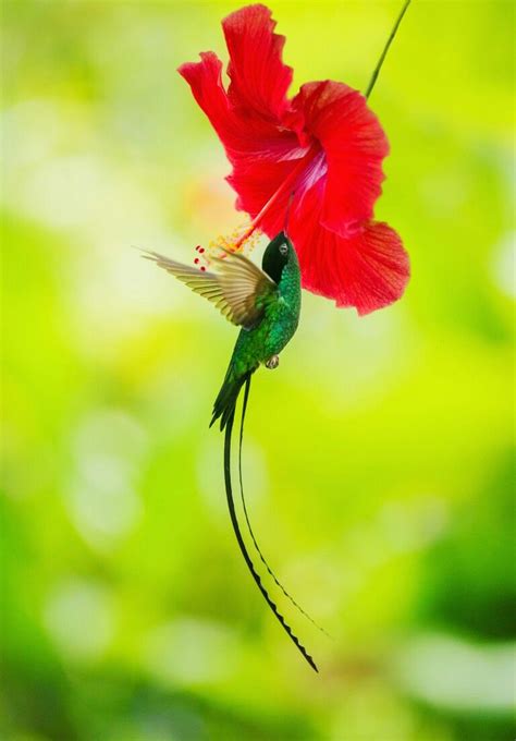 This little guy, The Swallowtail Hummingbird (Trochilus Polytmus), aka The Dr. Bird, is the ...