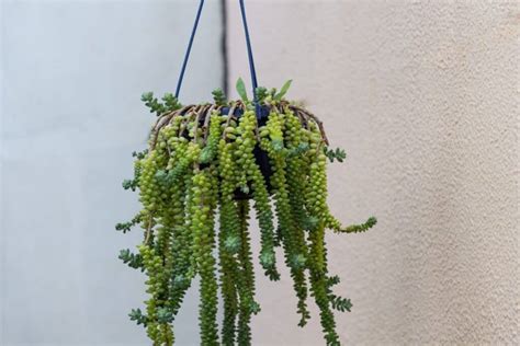 Indoor Hanging Succulents: Beginner-Friendly Varieties and How To Grow ...