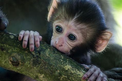 Baby Macaque | Pet birds, Baby animals, Macaque