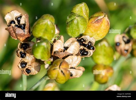 Daylily seeds in opening pods Daylily seed heads Stock Photo - Alamy