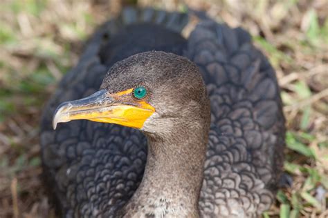 Eye Of The Cormorant Photograph by Natural Focal Point Photography