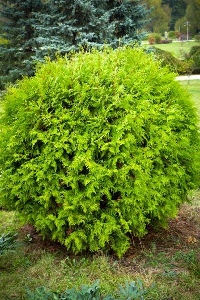 20 Essential Evergreen Shrubs - Best Types of Evergreen Bushes