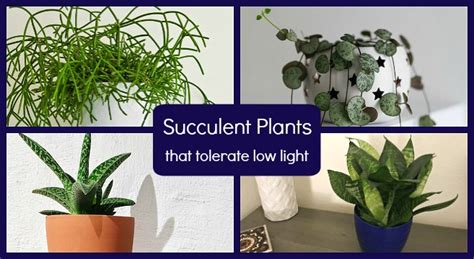 Low Light Succulents: 12 Choices to Grow in Your Home or Office