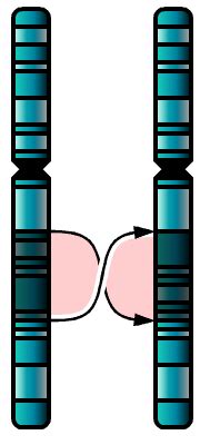 Inversion (Chromosome Mutation) — Definition & Examples - Expii