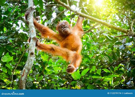 Cute Baby Orangutan Resting on Tree in Exotic Rainforest. Sumatra, Indonesia Stock Photo - Image ...