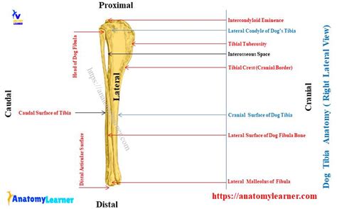 Dog Tibia Anatomy - Canine Leg Bone, Muscle, and Vessels » AnatomyLearner >> The Place to Learn ...