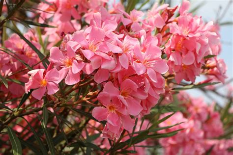 How to Plant Oleander: 5 Common Oleander Varieties - 2022 - MasterClass