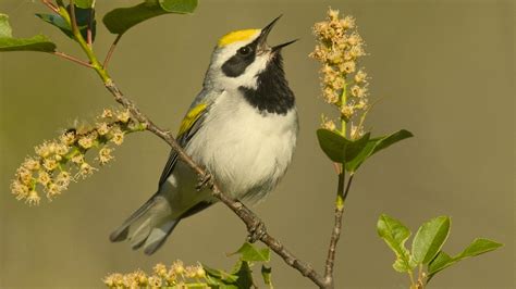 Free A Bird Singing, Download Free A Bird Singing png images, Free ClipArts on Clipart Library