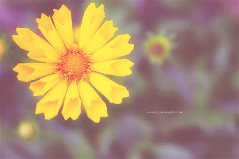 sassafras: sweet pink & happy yellow :: macro photography