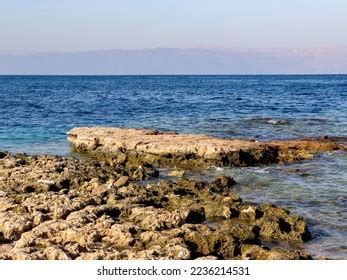 2,204 Aqaba Coral Reef Images, Stock Photos & Vectors | Shutterstock