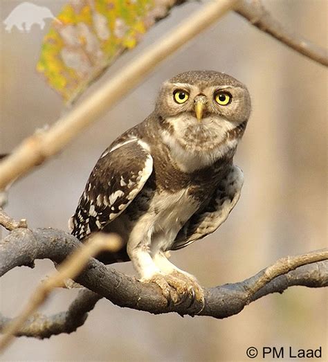 Saving the Endangered Forest Owlet