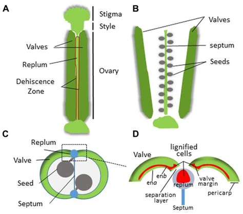 Structure of the Arabidopsis silique. (A) Intact silique prior to... | Download Scientific ...