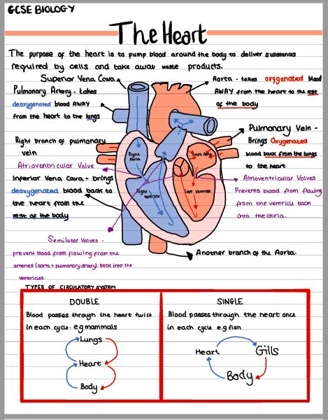 GCSE Biology - The Heart Activity | Teaching Resources