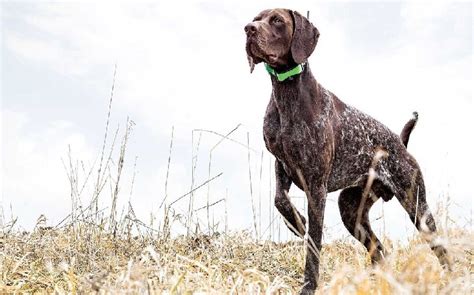 All About Pudelpointer Dog Breed – Origin, Behavior, Trainability, Facts, Puppy, Price, Color ...