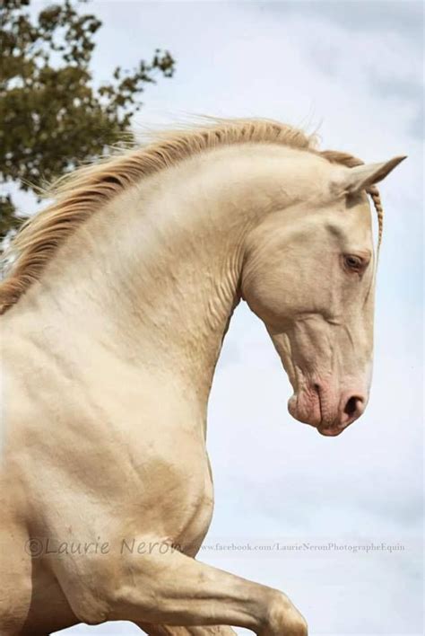 719 best Lusitano Horse images on Pinterest | Horses, Beautiful horses ...