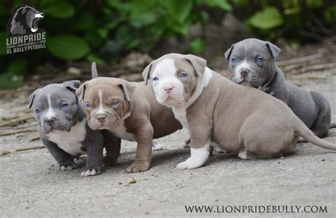 Chiot puppy puppies American bully XL XXL Bully Pitbull France Belgique ...