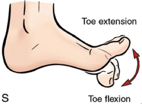 Evaluation Of Great Toe Extension Strength Using A Novel Portable Device: A Pilot Cross ...