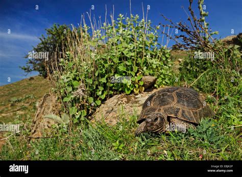 margined tortoise, marginated tortoise (Testudo marginata), in habitat, Greece, Thessaly, Berg ...