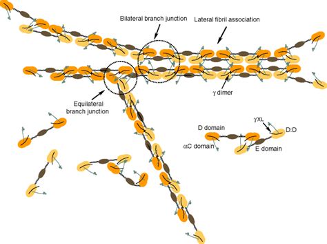 Fibrin Structure